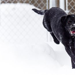 Labrador Retrievers from Purpose Bred Labrador Retrievers