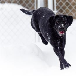 Labrador Retrievers from Purpose Bred Labrador Retrievers
