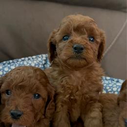 Boy 2 - Red  male Poodle puppy in California from Central Valley Scotties