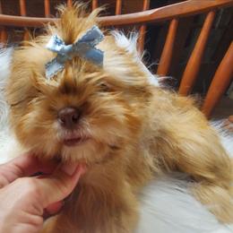Liver Male2 - Liver male Shih Tzu puppy in Hillsdale, Michigan from Prairie Fen Farm