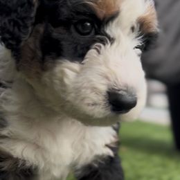 Bernedoodle Puppies from SoCal Bernedoodles