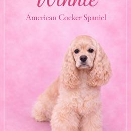 Winnie - Cocker Spaniel