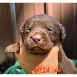 Clifford - Chocolate male Labrador Retriever puppy in Sullivan, Missouri from O’Dell Labs