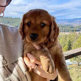 Timber - Dark golden male Golden Retriever puppy in Post Falls, Idaho from Mountain View Goldens
