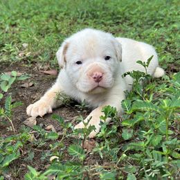 Yoda - American Bulldog puppy in Pace, Florida from Genesis American Bulldogs