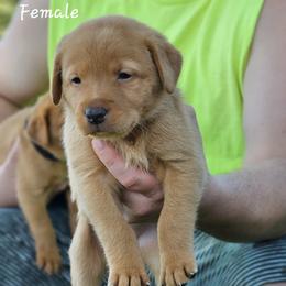Pink Collar - Female - Yellow female Labrador Retriever puppy in Boyd, Minnesota from Lindley Labradors