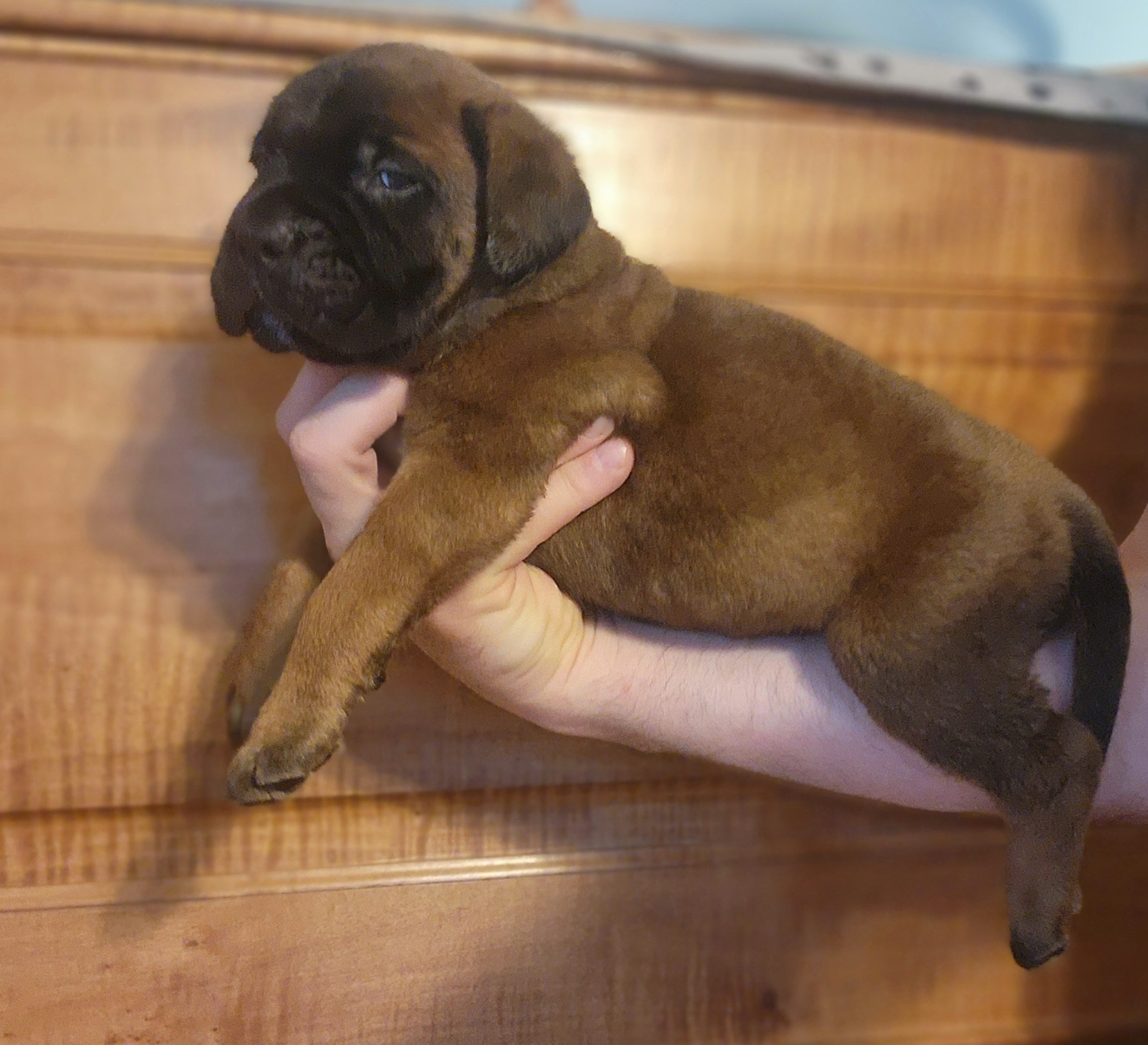 Boy 3 - Red Bullmastiff puppy in Windham, Ohio from Guardian's Gate