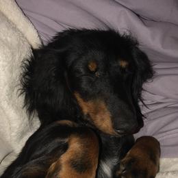 Dachshund and Miniature Schnauzer Puppies from The Bossy Doxie Farm