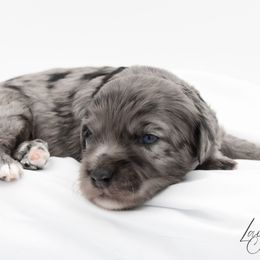 Hagrid - Blue male Havapoo puppy in Hendersonville, North Carolina from Grayfinn House