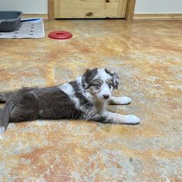 Miniature Australian Shepherd Puppies from Integrity Aussies Tx