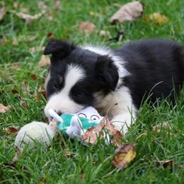 Border Collie, English Setter, and Miniature American Shepherd Puppies from First Harmony Farms