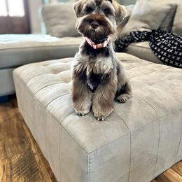 Miniature Schnauzer Puppies from Du Lac Miniature Schnauzers