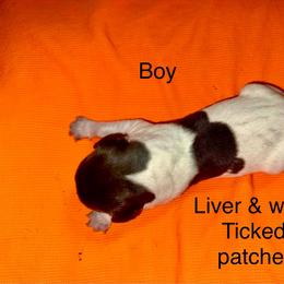 Boy 1 - Liver and white male German Shorthaired Pointer puppy in Aitkin, Minnesota from Whispering’s GunDogs