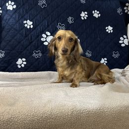 Hazel - Dachshund