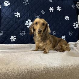 Hazel - Dachshund