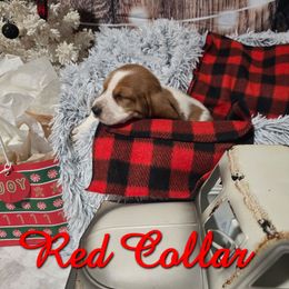 Red collar boy - Mahogany and white male Basset Hound puppy in Snow Camp, North Carolina from V's Southern Angels