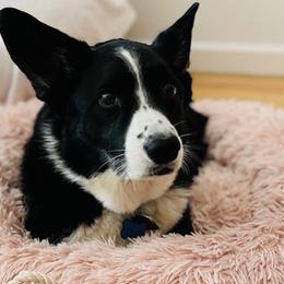 Cardigan Welsh Corgis from Bruce McDowell's Cardigan Welsh Corgis