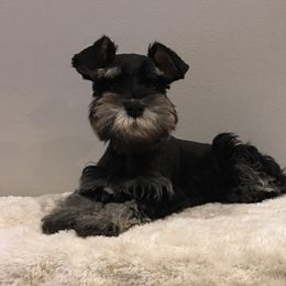 Miniature Schnauzer Puppies from D’Elegant Paws