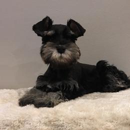 Miniature Schnauzer Puppies from D’Elegant Paws