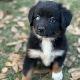 Joy - Miniature Australian Shepherd puppy from Sun & Moon Aussies