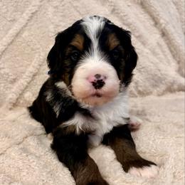Periwinkle collar boy - Tri-color male Bernedoodle puppy in Lake, Michigan from 3 King Doodles & Poodles