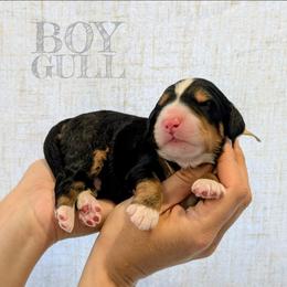 Gull - Tri-color male Bernedoodle puppy in Cambridge, Minnesota from Country Meadow Doodles
