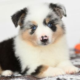 Rico - Blue merle male Toy Australian Shepherd puppy in Ellsinore, Missouri from Shebang Aussies