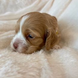 Cocker Spaniel Puppies from Jennifer Dees