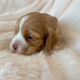 Cocker Spaniel Puppies from Jennifer Dees