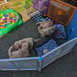 Golden Retriever Puppies from Sola Mae's Goldens