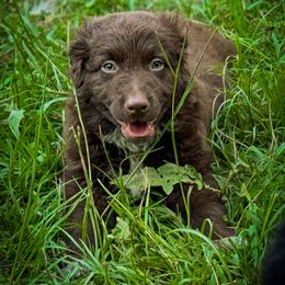 Elvis - Red & white male Australian Shepherd puppy in Lexington, South Carolina from Lightspeed Kennels