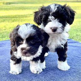 Schnoodles from Pets of the Prairie