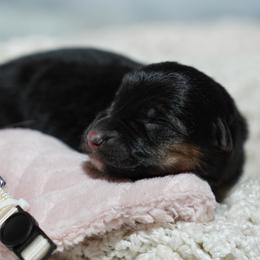Casper - Blue male German Shepherd puppy in Llano, Texas from Von Ark German Shepherds
