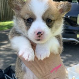 Girl 3 - Red Pembroke Welsh Corgi puppy in Cumming, Georgia from Carter’s Corgis LLC
