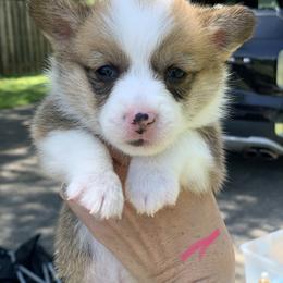 Girl 3 - Red Pembroke Welsh Corgi puppy in Cumming, Georgia from Carter’s Corgis LLC