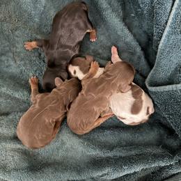 Girl 1 - Chocolate female Cavalier King Charles Spaniel puppy in Jacksonville, Florida from Lori Van Doorn's Cavalier King Charles Spaniel
