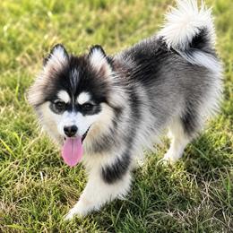 Pomsky Puppies from Jubilee Hills