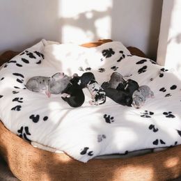 Great Dane Puppies from La Rebel Danes