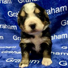 Lime Collar - Black rust and white female Bernese Mountain Dog puppy in Comer, Georgia from Water Oak Farm