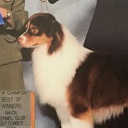 Australian Shepherds and Border Collies from Spotlights Australian shepherds and Border collies