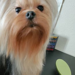 Teddy - Yorkshire Terrier