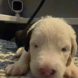 Red - Gray and white female Old English Sheepdog puppy in Iowa from Midwest Puppy Paws
