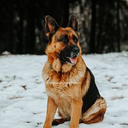 Austra - German Shepherd