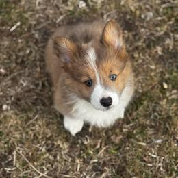 Sparky - White and fawn male Pembroke Welsh Corgi puppy in Nortonville, Kansas from Low Riders Corgis & Mini Aussies