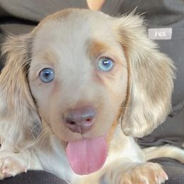 Dachshund Puppies from TLC Mini Dachshunds