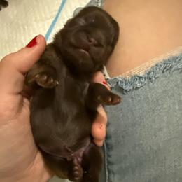 Boy 2 - Liver male Shih Tzu puppy in Ocean Springs, Mississippi from Wood Foo Breeders