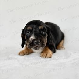 Black and Tan Piebald - Piebald male Dachshund puppy in Greenville, North Carolina from The Gorman Farms