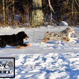 Miniature Australian Shepherd All Grown Up from Rustic Original Aussies