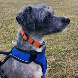 Atticus - Schnoodle