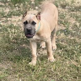 Flirt - Fawn female Cane Corso puppy in Briggs, Texas from Capital City Corso’s